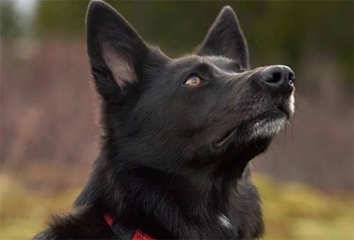 �x��ż��Ҋ���ҵĺڹ����и�