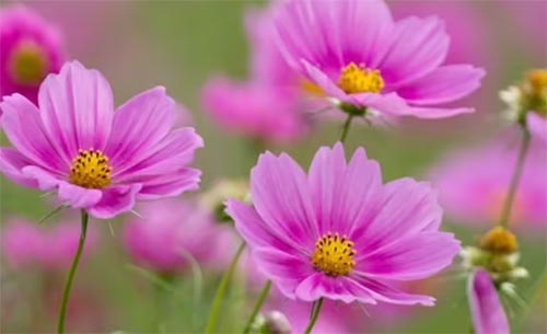 �I��һ���������Ļ�