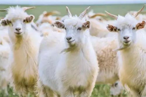 ��ɽ�򲻳����òݡ��x���