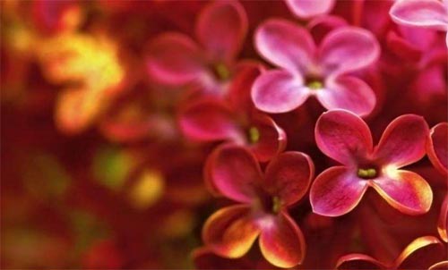 �l�ڿ������đB