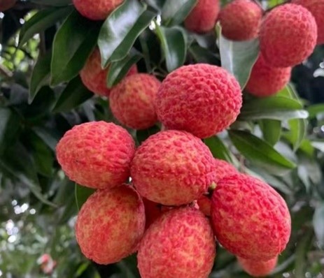 �A�д�W�������l�������`ɽ