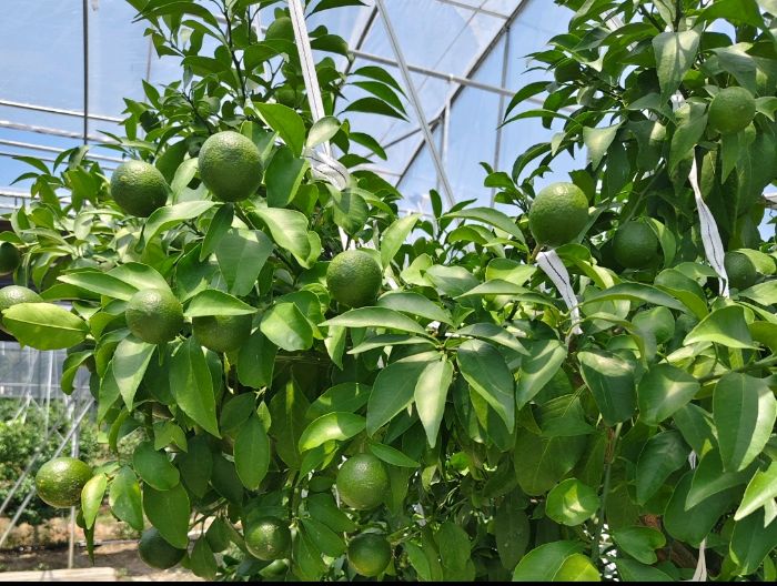 �ώ���̩�݌WԺ���t����ī���F�����ǽ��و@ ̽����ƺ���Ӯa�N�ܴa